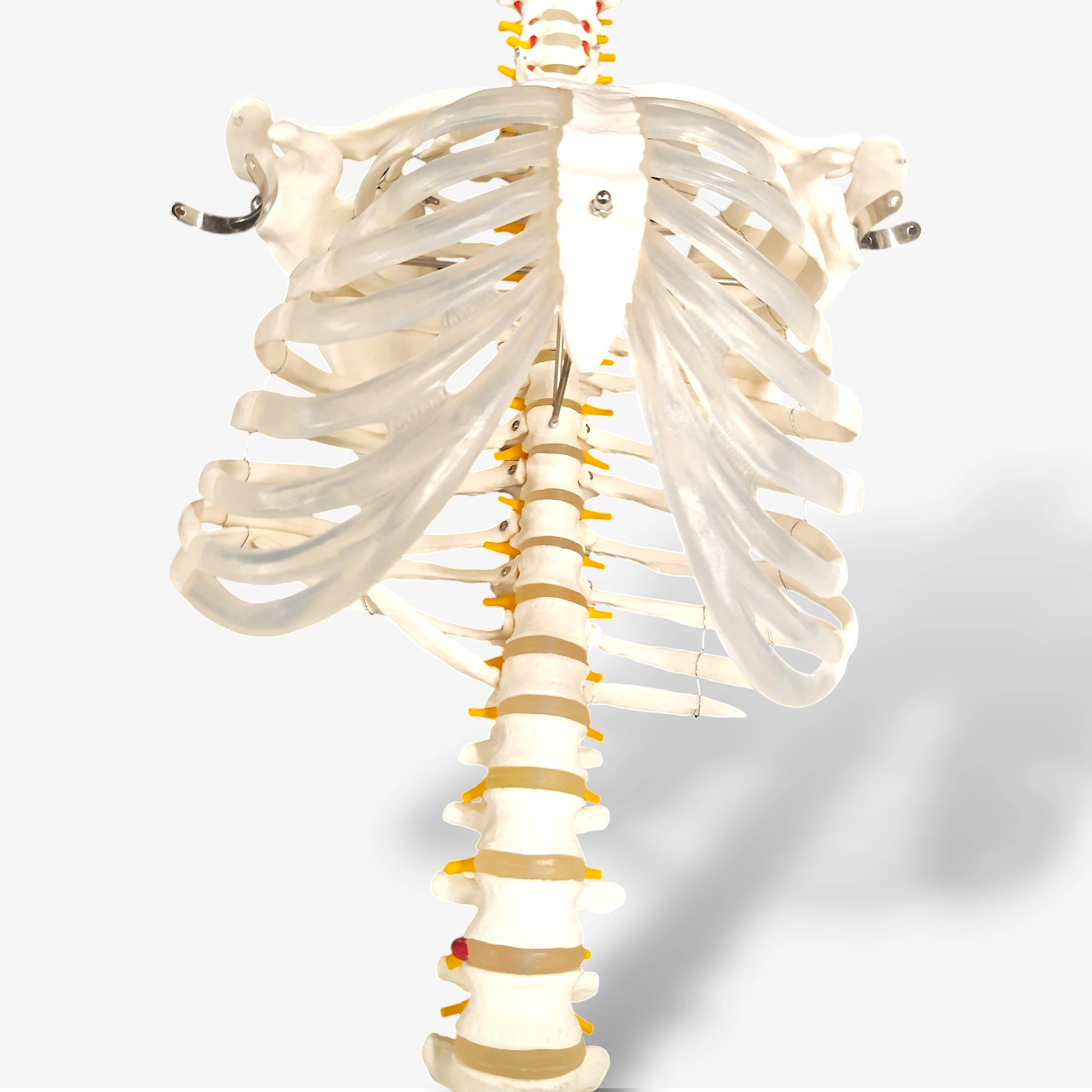 Buddy the Budget Skeleton [B-Ware]