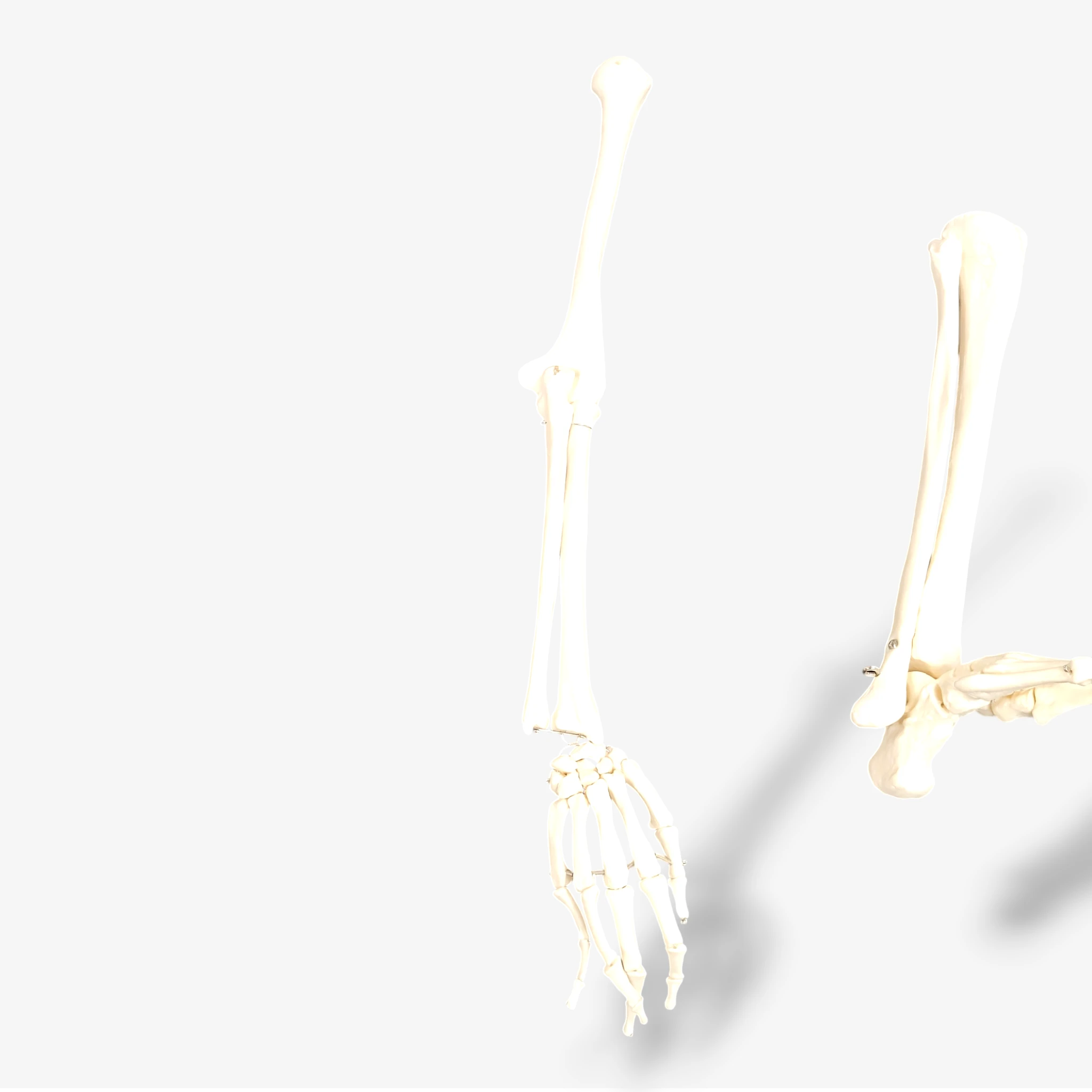 Buddy the Budget Skeleton [B-Ware]