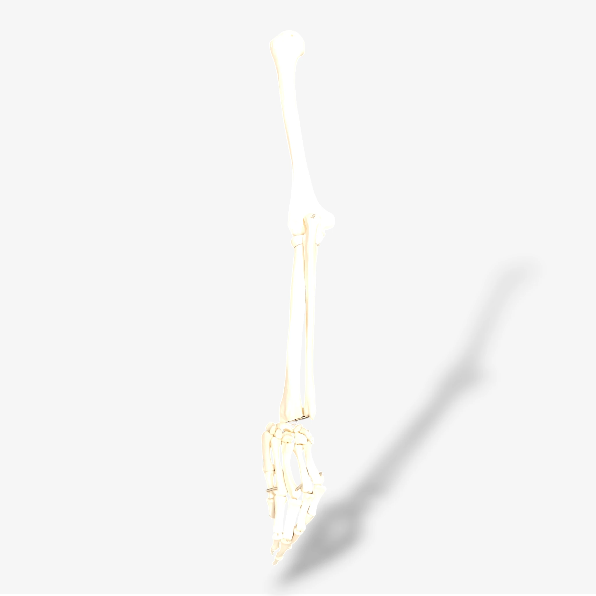 Buddy the Budget Skeleton [B-Ware]