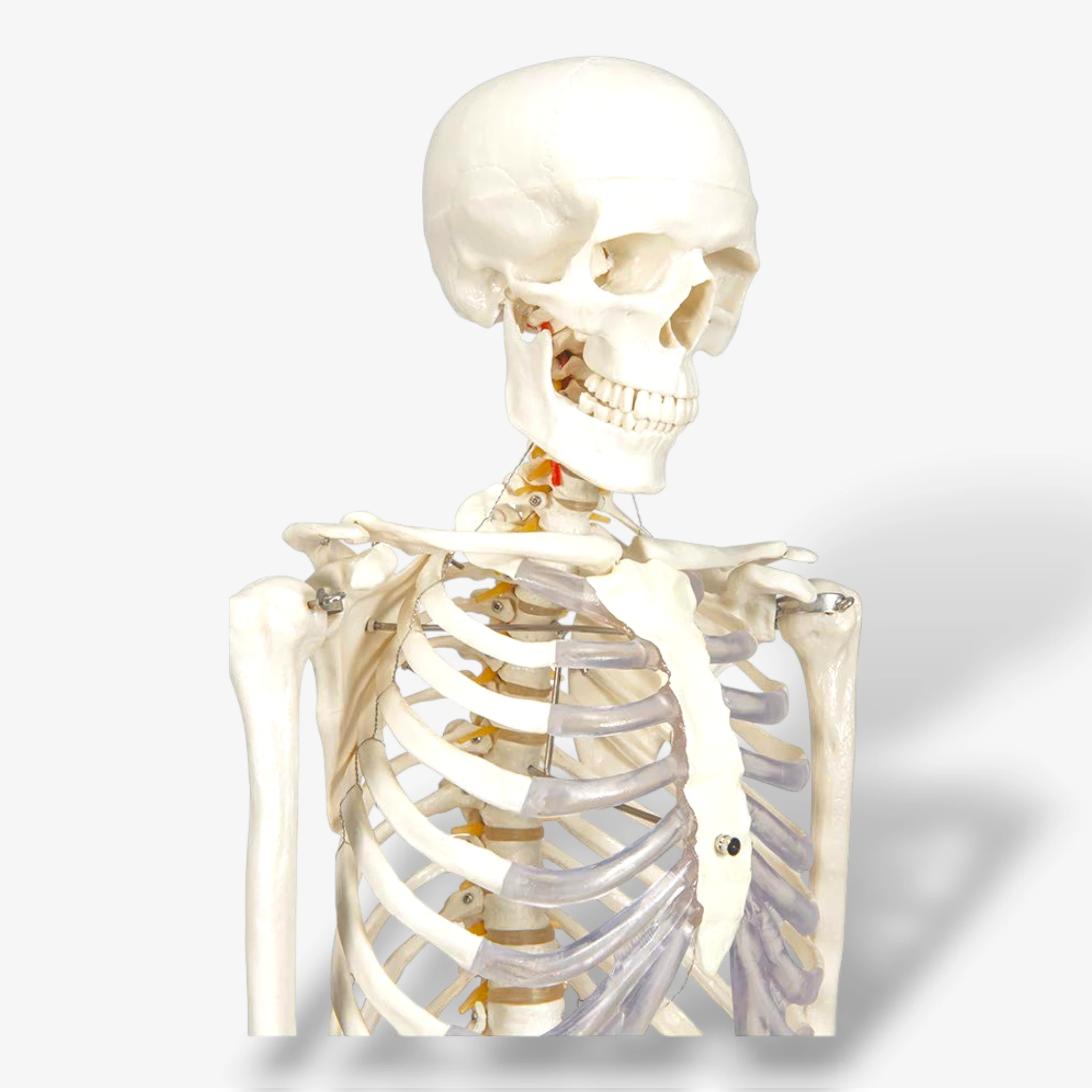 Buddy the Budget Skeleton [B-Ware]