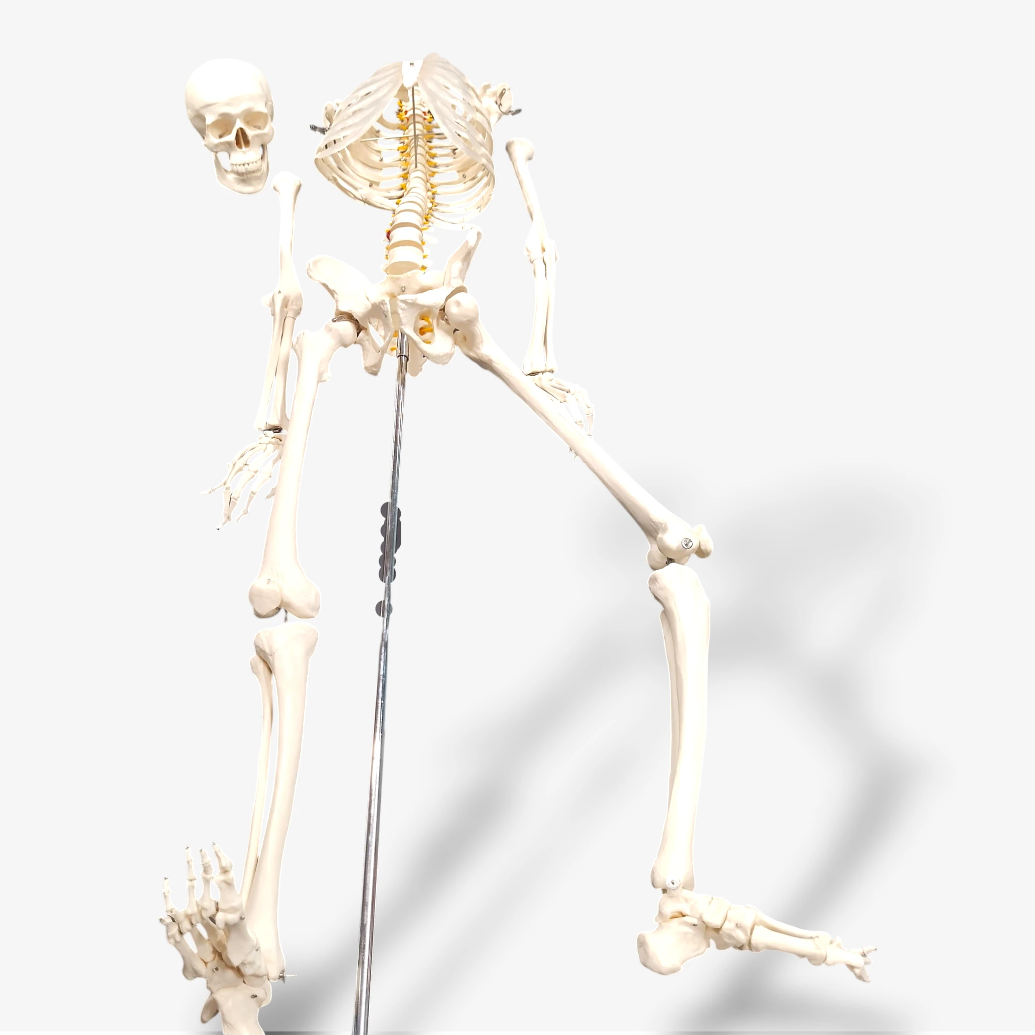 Buddy the Budget Skeleton [B-Ware]