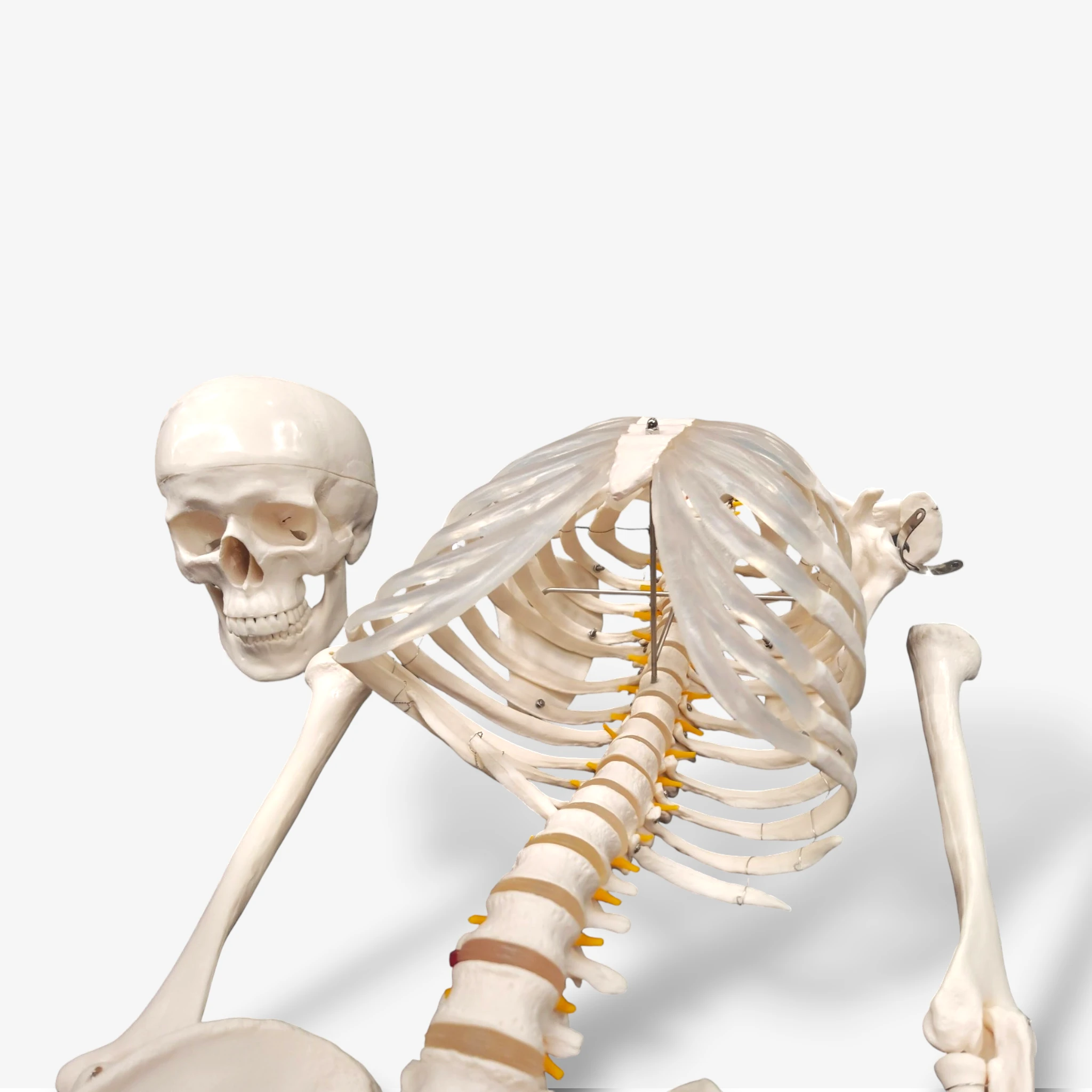 Buddy the Budget Skeleton [B-Ware]