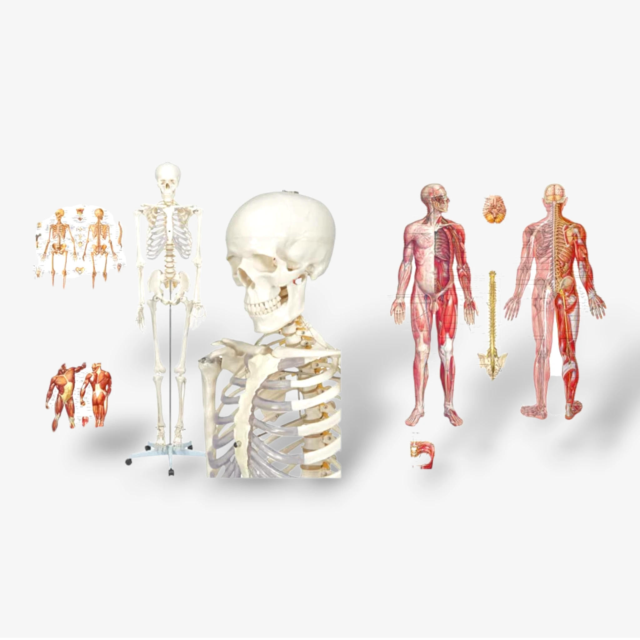 Buddy the Budget Skeleton [B-Ware]
