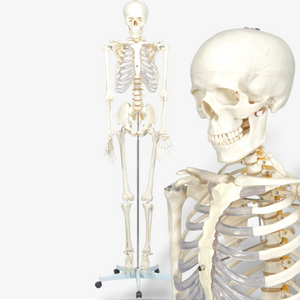 Buddy the Budget Skeleton [B-Ware]